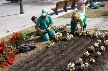 En las plantaciones que realiza el Consistorio se utilizan más de 200.000 plantas y bulbos al año