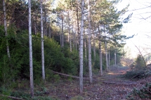 Imágenes de la intervención forestal en las parcelas públicas del monte Ezkaba.