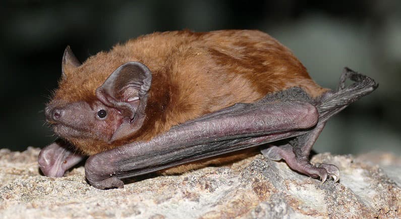 Gau-saguzar ertainaren urteroko berrikuspena