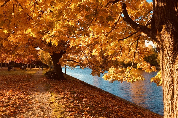 Arboles ofreciendo sus colores de otoño en los parques