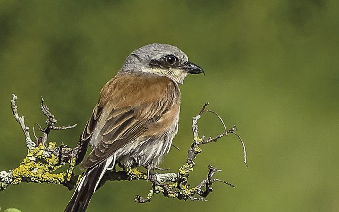 dialogo de pajaros
