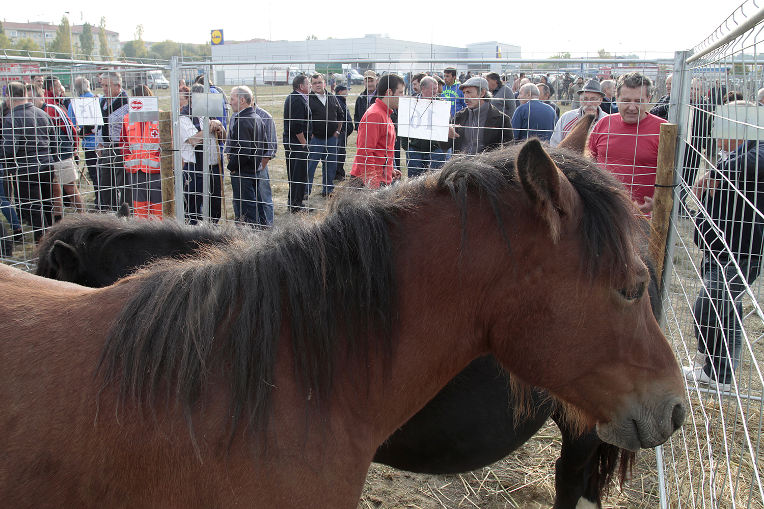 Feria del ganado