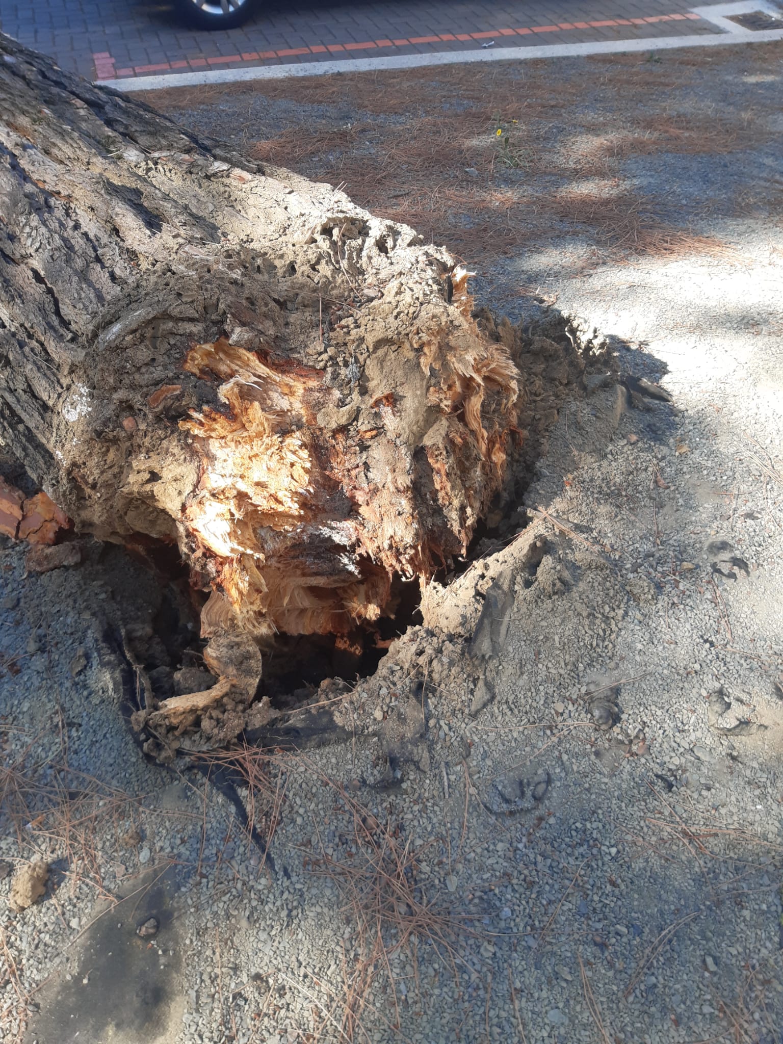 Árbol caído