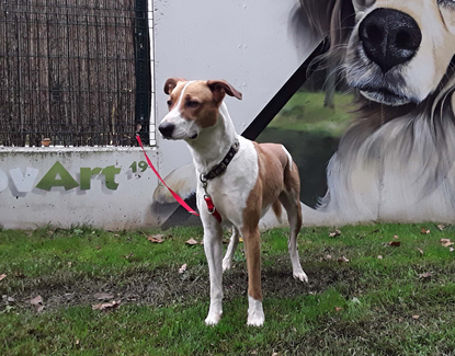 argos-perro