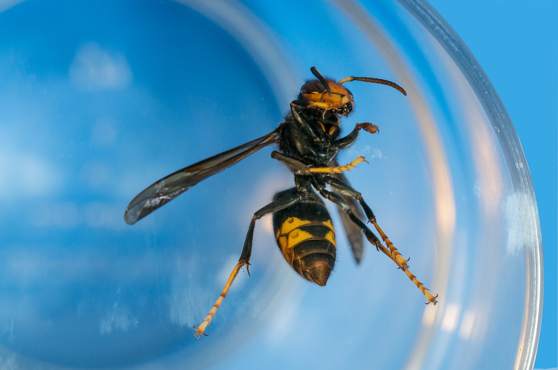 avispa asiatica