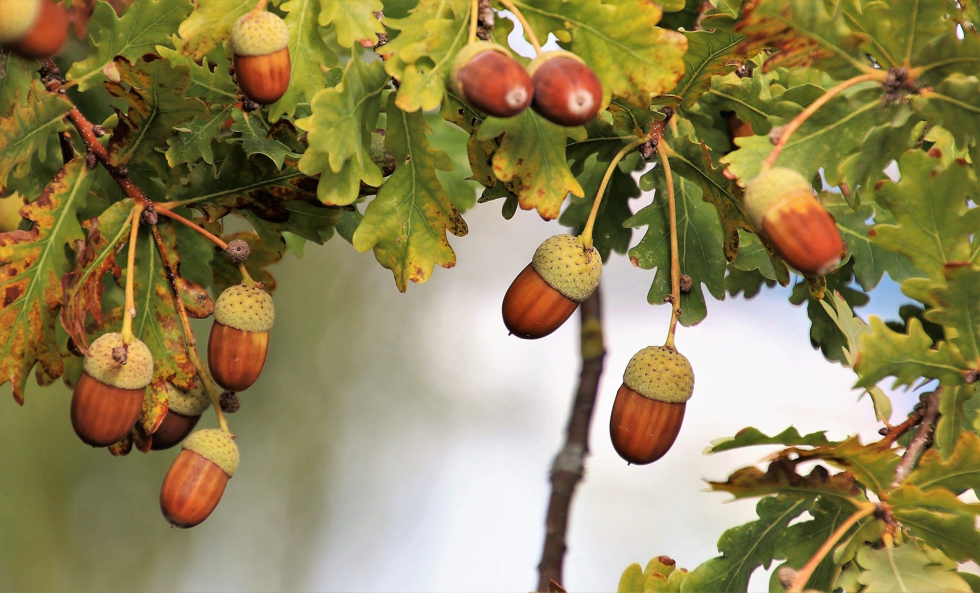 Bellotas