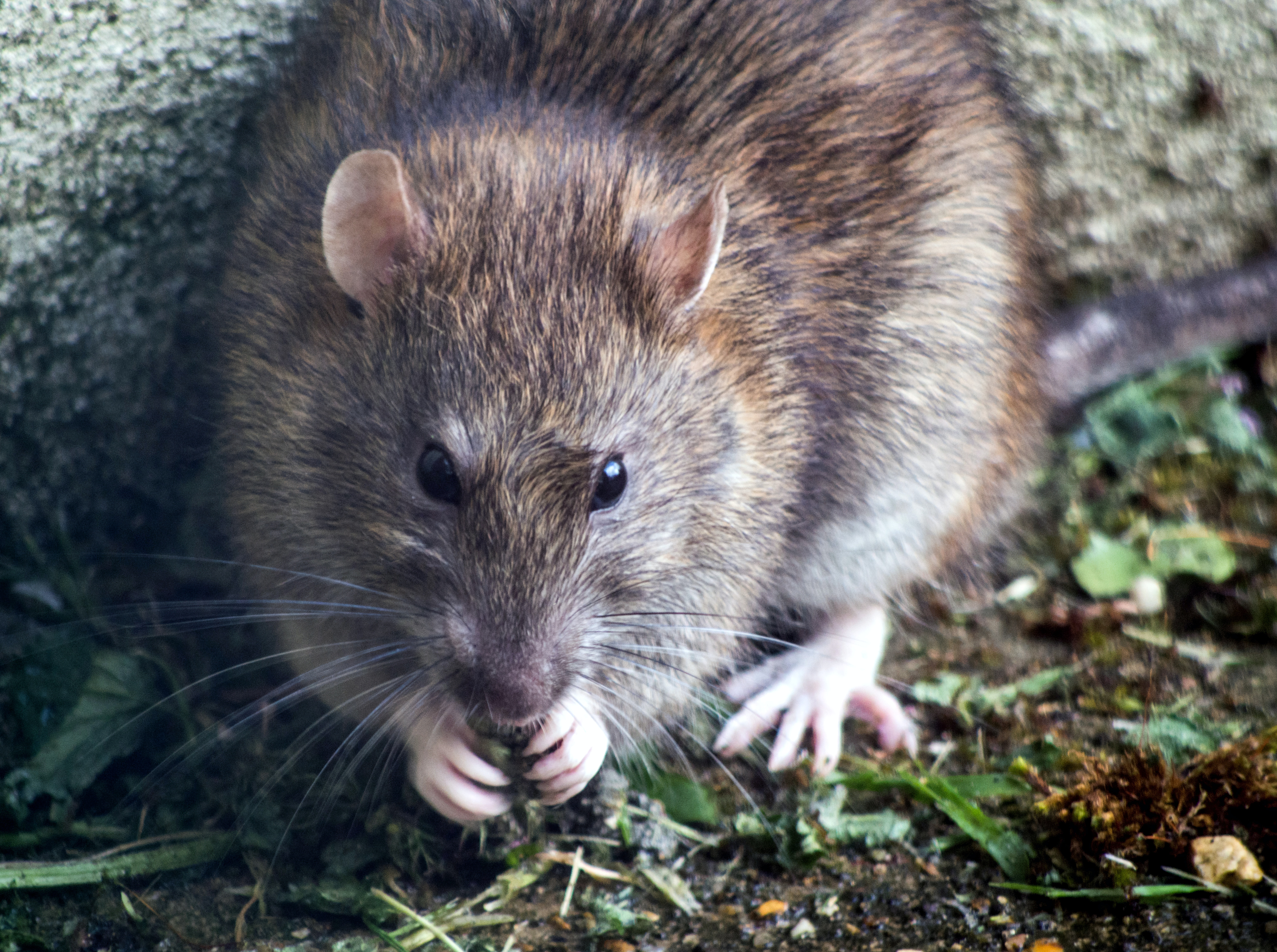 rata en el campo