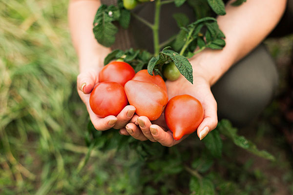 Agroecología