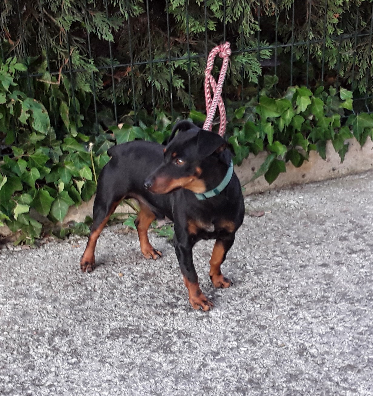 max