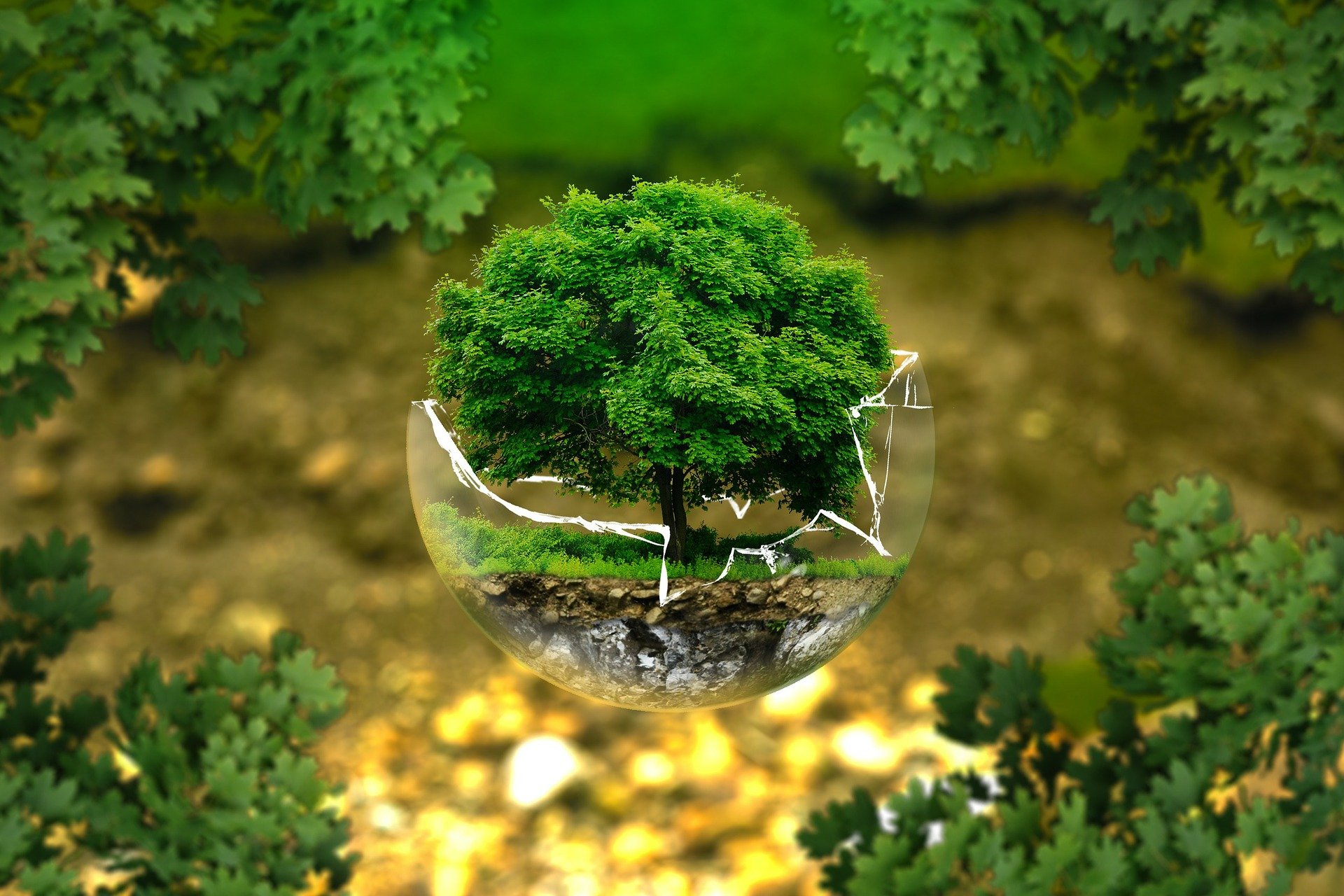medio ambiente