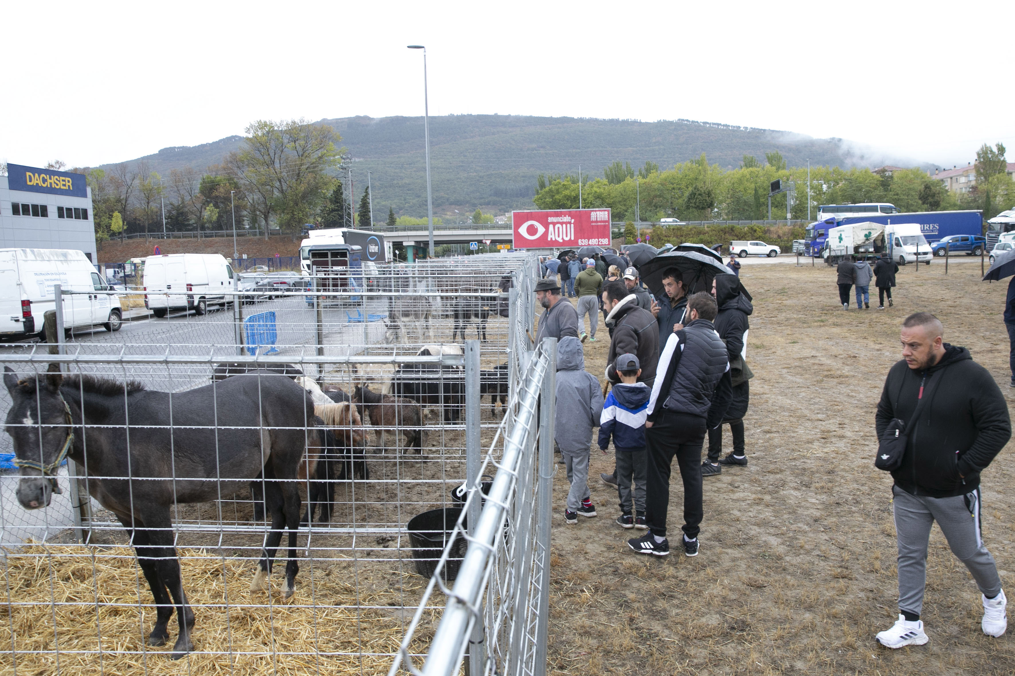 foto feria del ganado