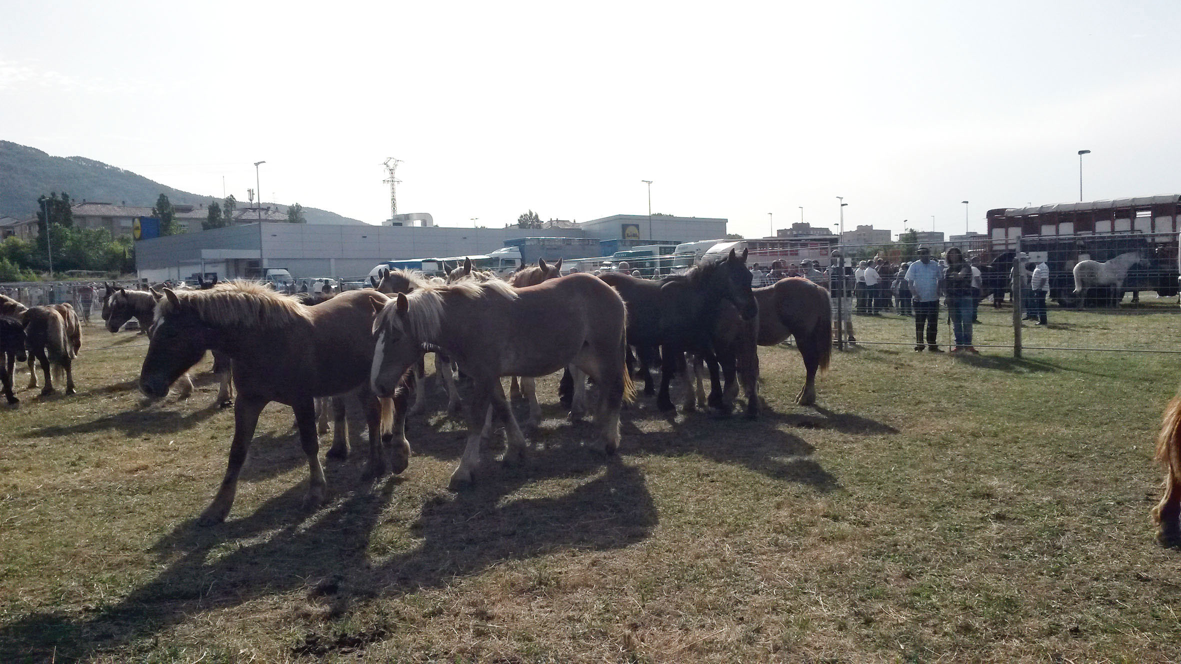 feria de ganado