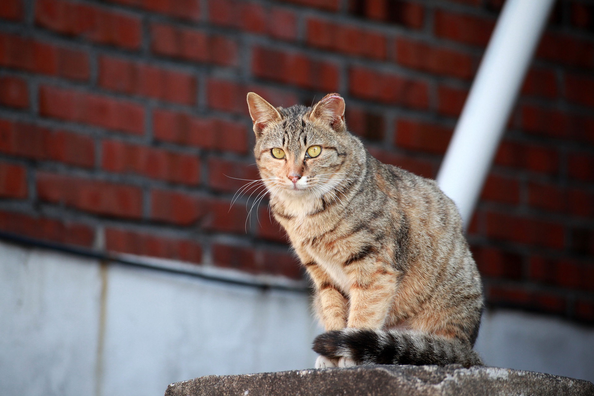 Gato calle