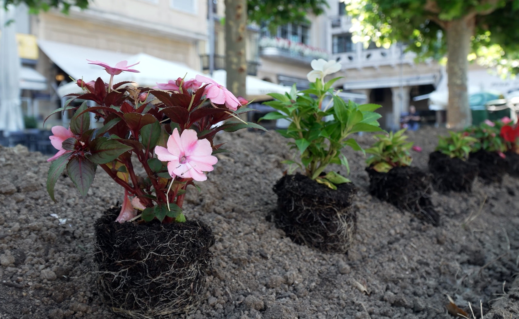 jardines