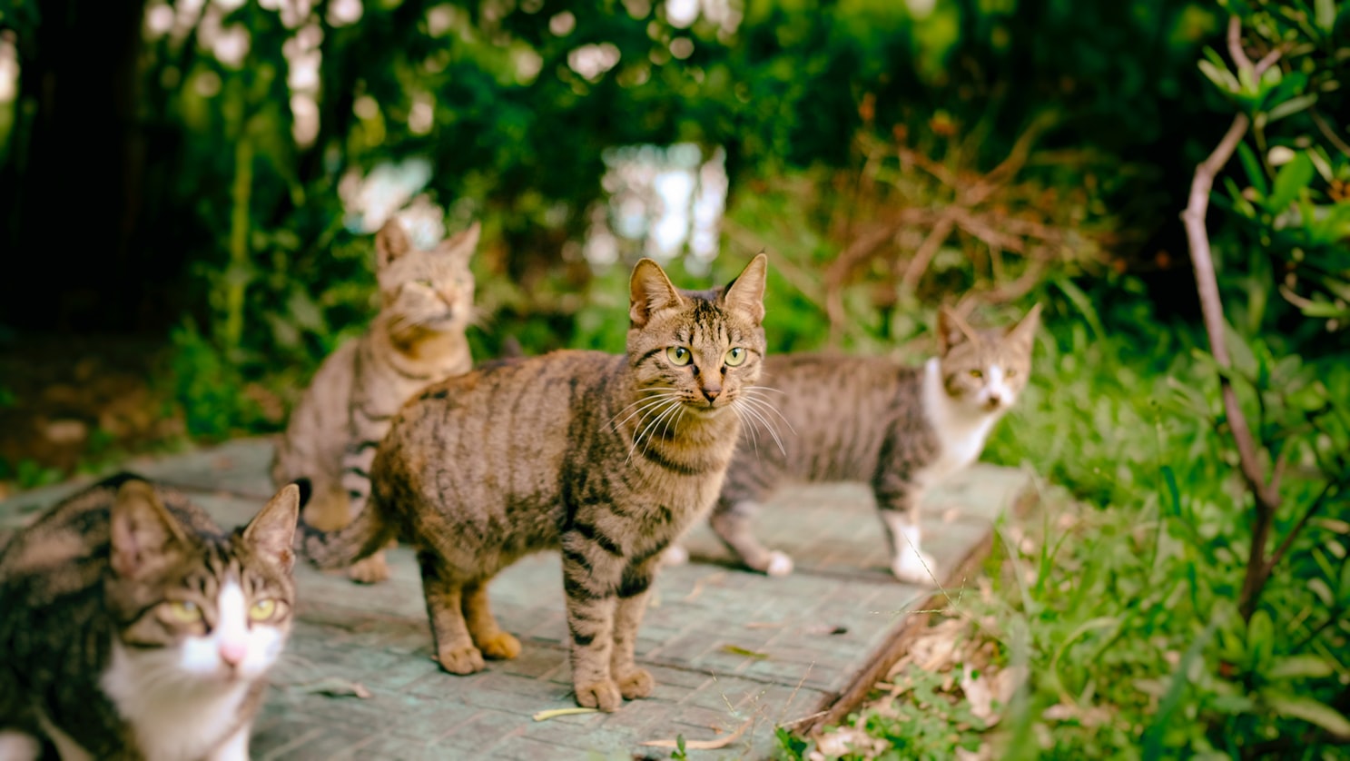 Gatos