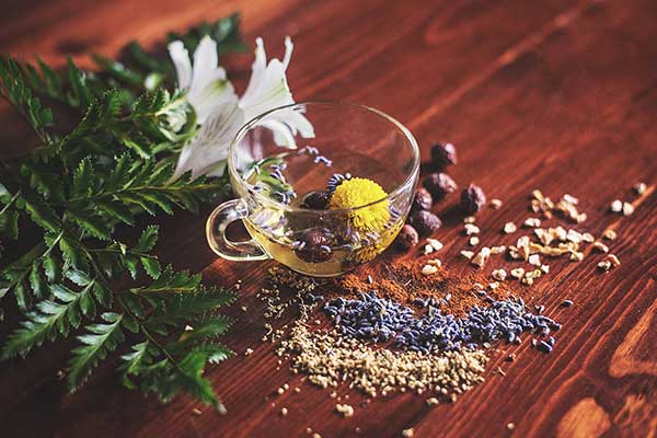 taller de plantas medicinales
