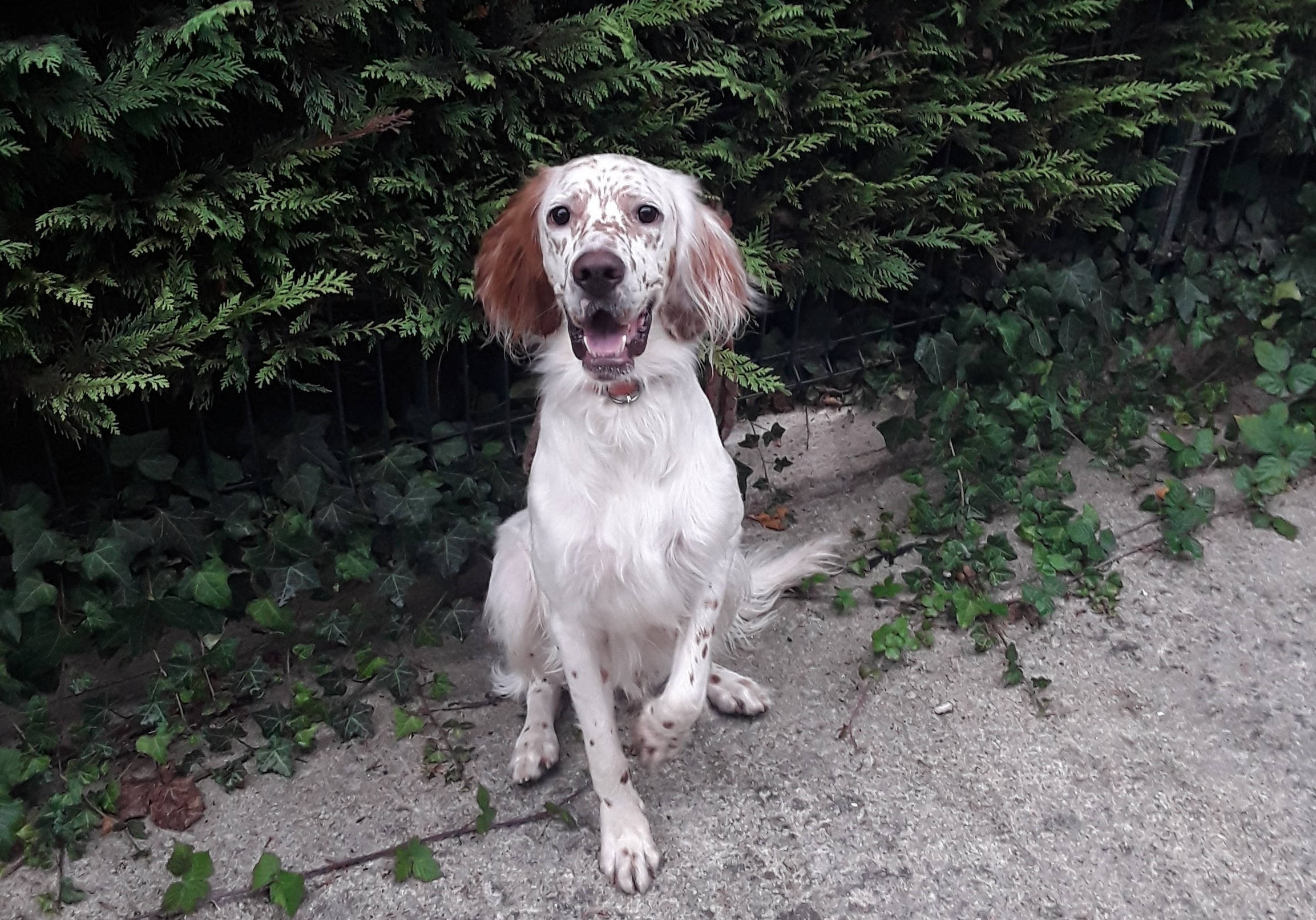 perro
