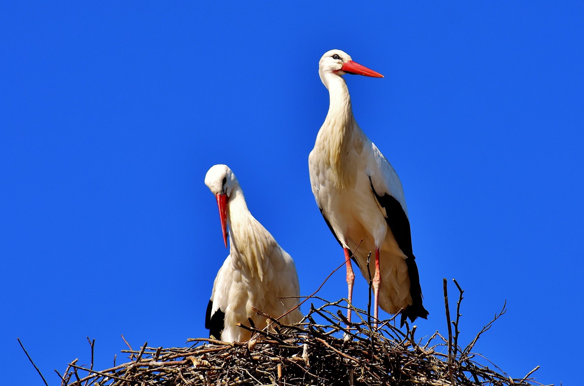 Cigueñas