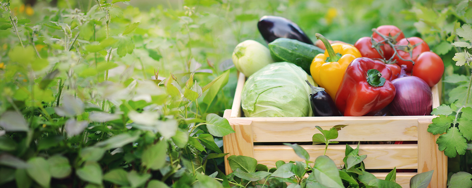 verduras