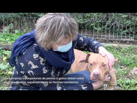 Adopciones responsables en el Centro de Atención a Animales