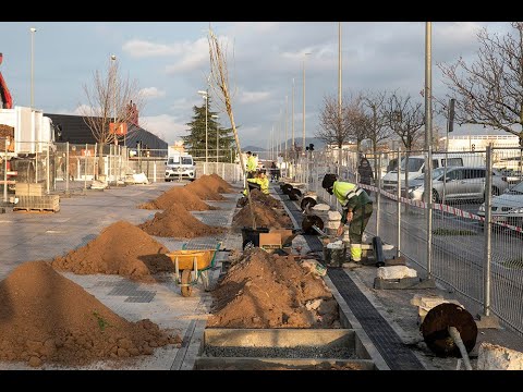 Udalak Gipuzkoa etorbideko zuhaitz-erreia osatu du