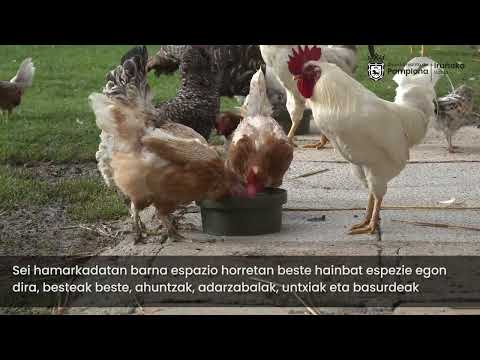 video euskera