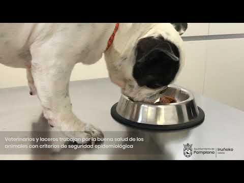 Vídeo sobre el Centro de Atención a Animales 
