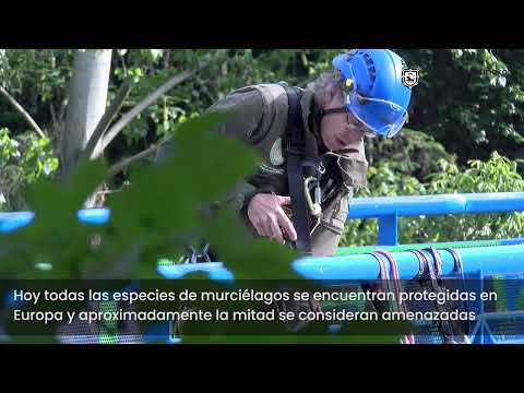 Colocación de nidos para murciélagos
