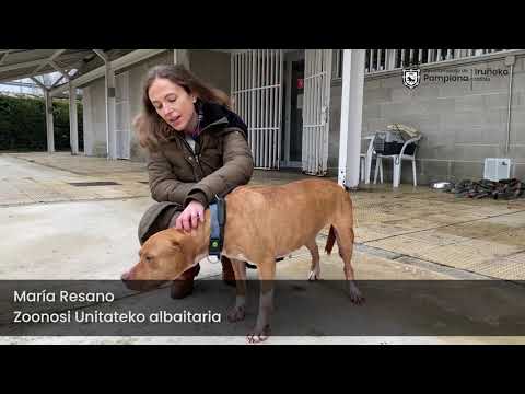 Animales 