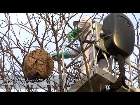 Vídeo captura avispa asiática 