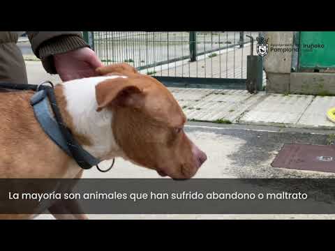 Centro de Atención a Animales 