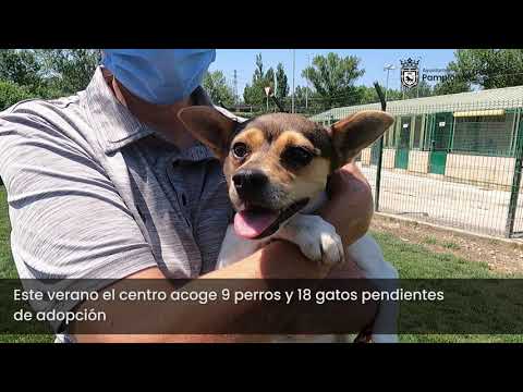 Centro de Atención a Animales 