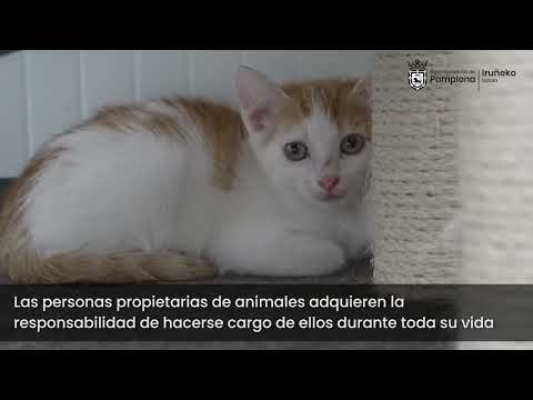 El Centro de Atención de Animales ha recogido en lo que va de año más de 210 animales