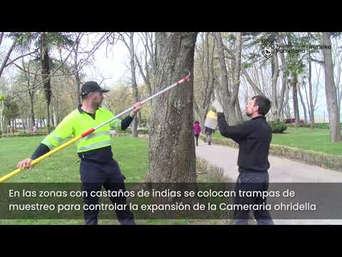 Inspección zonas verdes para controlar las plagas