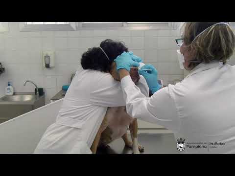 Vídeo Centro Atención a Animales