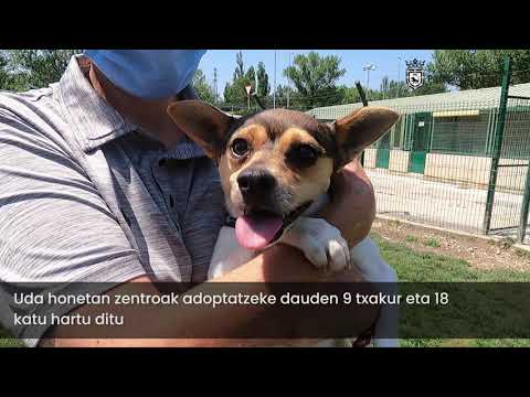 Iruñeko Animaliak Artatzeko Zentroa