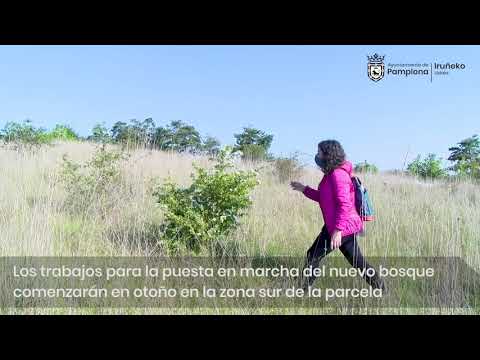 Bosque