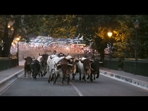 Los astados de la ganadería Miura protagonizan el último Encierrillo de estos Sanfermines
