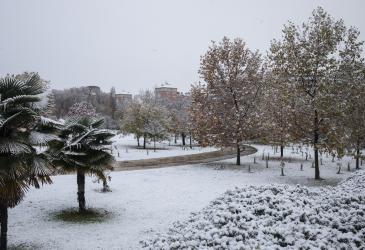 nieve