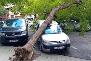 arbol_caido_web.jpg