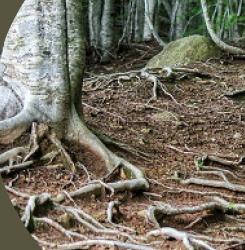 Cartel 'De raíces y alas'