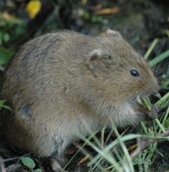 rata de agua