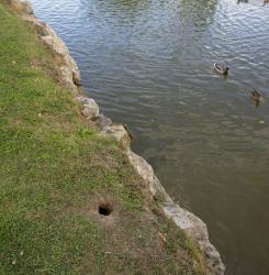 imagen del lago de mendillorri con los huecos en el suelo realizados por el topillo de agua