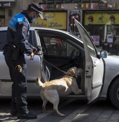 perros