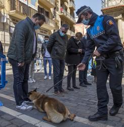 perros
