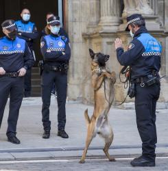 perros