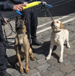 perros