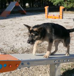 perro