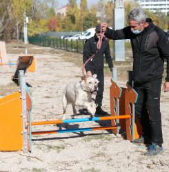 perro