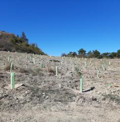 plantación